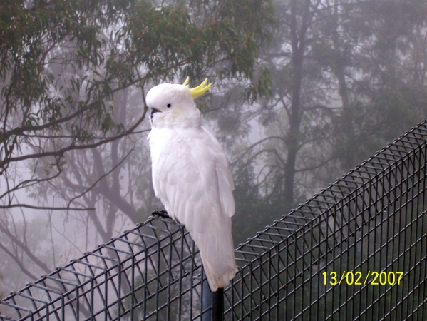 Zdjęcie z Australii - Biala papuga cockatoo
