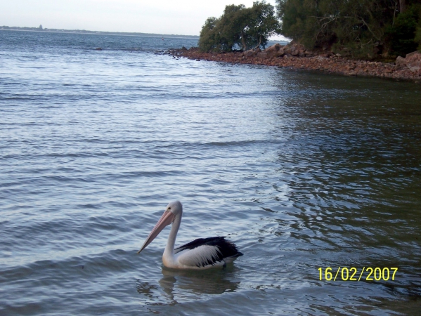 Zdjęcie z Australii - Pelikan