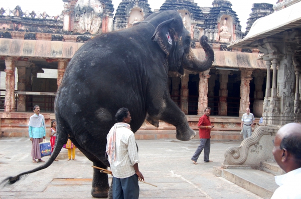Zdjęcie z Indii - ponoć ten słoń to kapłan