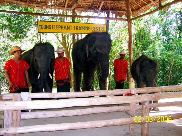 Zdjęcie z Tajlandii - Pokaz szkolenia slonikow