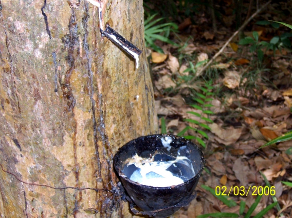 Zdjęcie z Tajlandii - Zbior kauczuku z drzew...