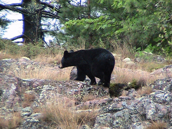 Zdjęcie z Kanady - Niedźwiadek