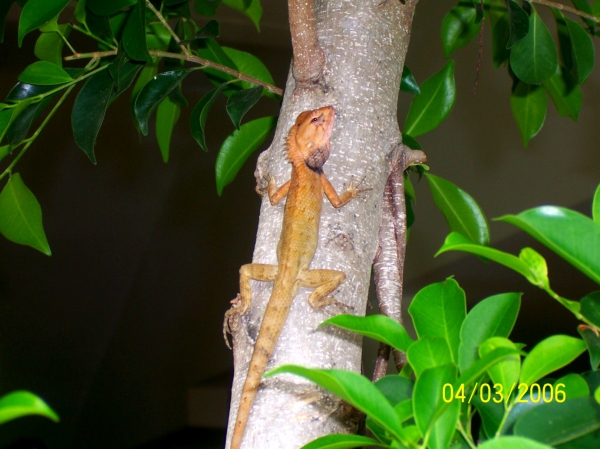Zdjęcie z Tajlandii - Sympatyczna jaszczurka