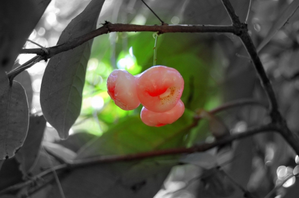 Zdjęcie z Indii - Różane jabłko