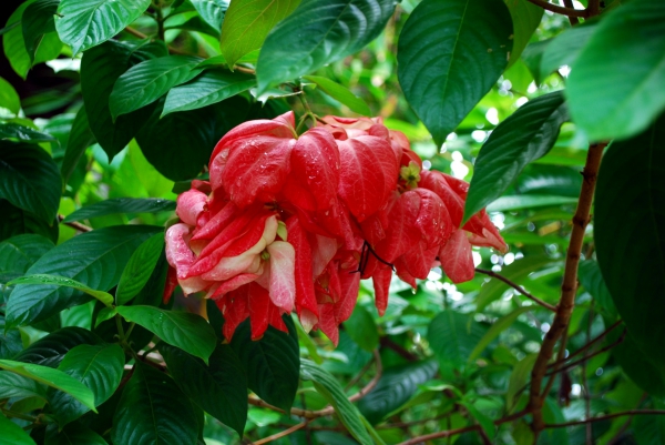 Zdjęcie z Malezji - Tropikalne kwiaty