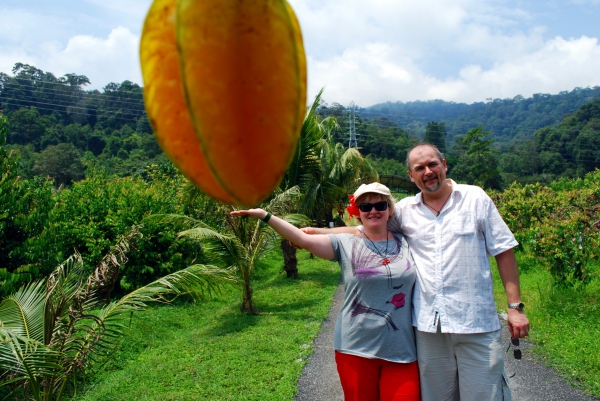 Zdjęcie z Malezji - "Gigantyczny" star fruit 