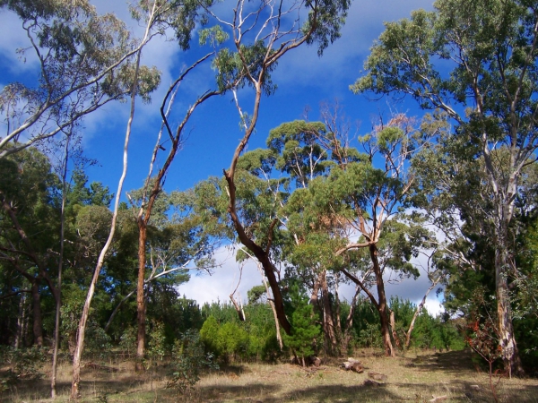 Zdjęcie z Australii - Las Kuipto Forest