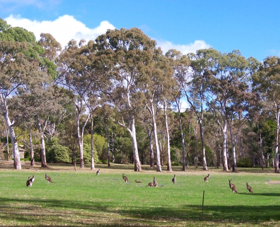Zdjęcie z Australii - Kangury w Kuipto Forest