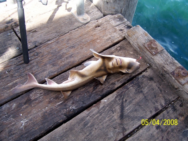 Zdjęcie z Australii - Mlody rekin zlowiony...