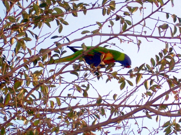 Zdjęcie z Australii - Papuzka rainbow lorikeet