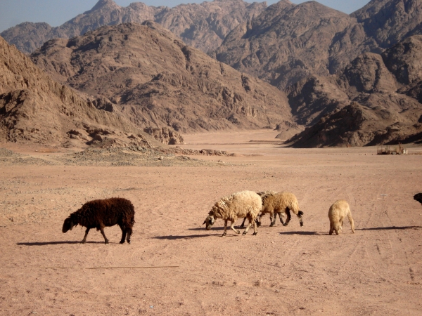 Zdjęcie z Egiptu - Wypas na pustyni.