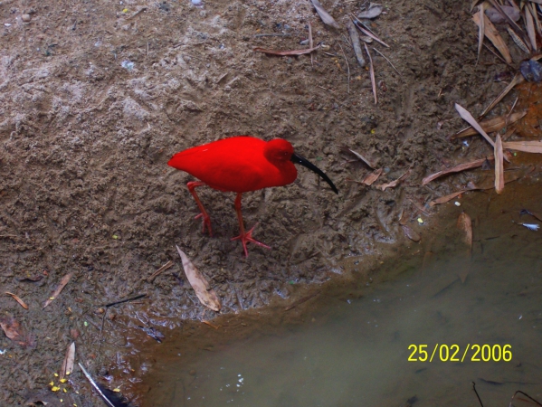 Zdjęcie z Malezji - Czerwona czapla...