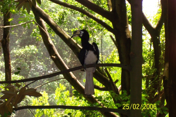 Zdjęcie z Malezji - Tukan w parku ptasim...