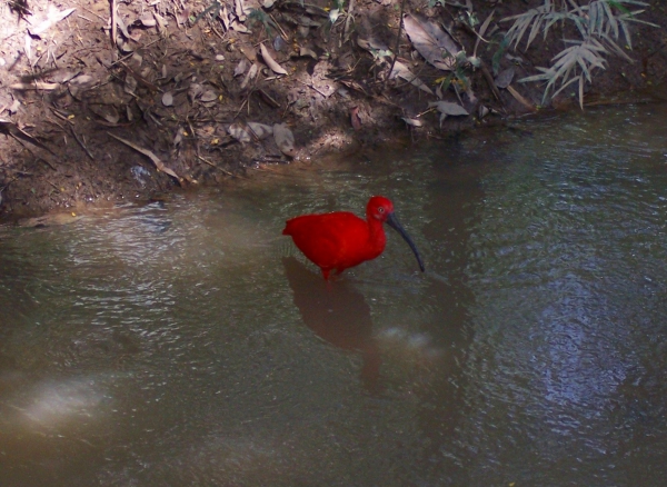 Zdjęcie z Malezji - Szkarlatny ibis w parku..