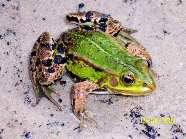 Zdjęcie z Polski - Sympatyczna żaba zielona