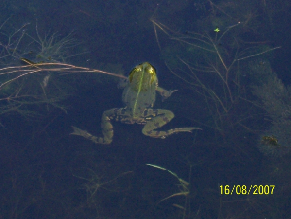 Zdjęcie z Polski - Zielona żabka