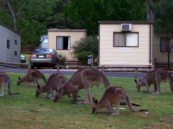 Zdjęcie z Australii - Kangury w Caravan Parku