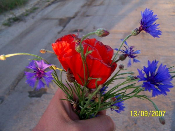 Zdjęcie z Polski - Polne kwiatki