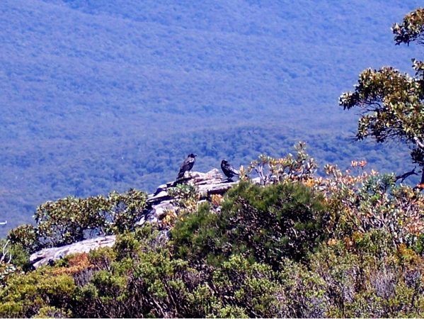 Zdjęcie z Australii - Para krukow na skale