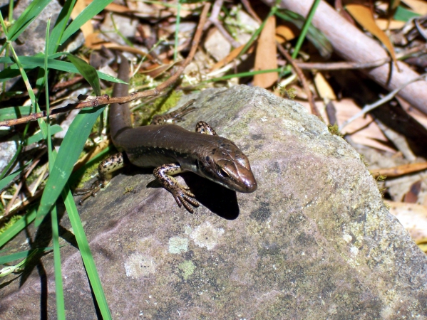 Zdjęcie z Australii - Jaszczurka