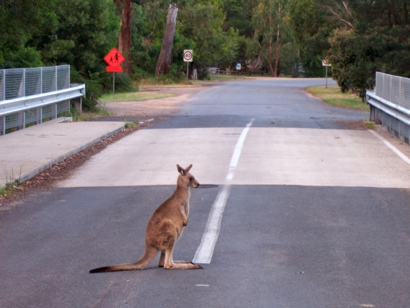 Zdjęcie z Australii - Ide albo nie ide...
