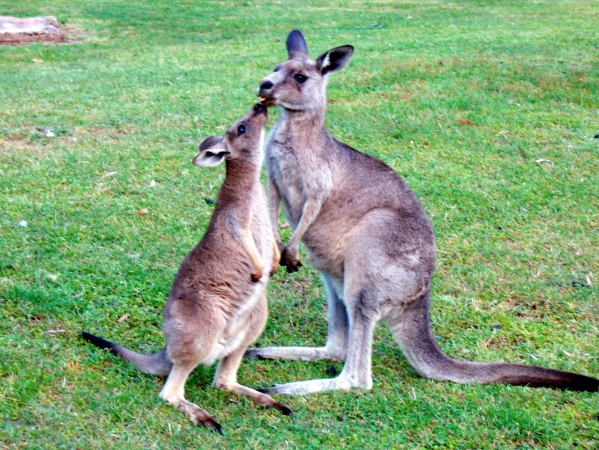Zdjęcie z Australii - No daj buziaka :)