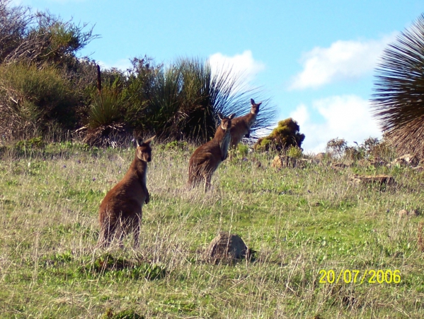Zdjęcie z Australii - Wielkie rude kangury...