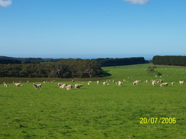 Zdjęcie z Australii - Zielone zimowe pastwiska