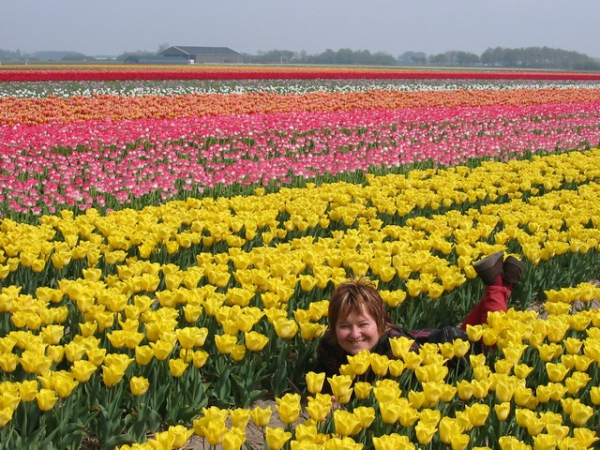 Zdjęcie z Holandii - Lisse - pola tulipanów.