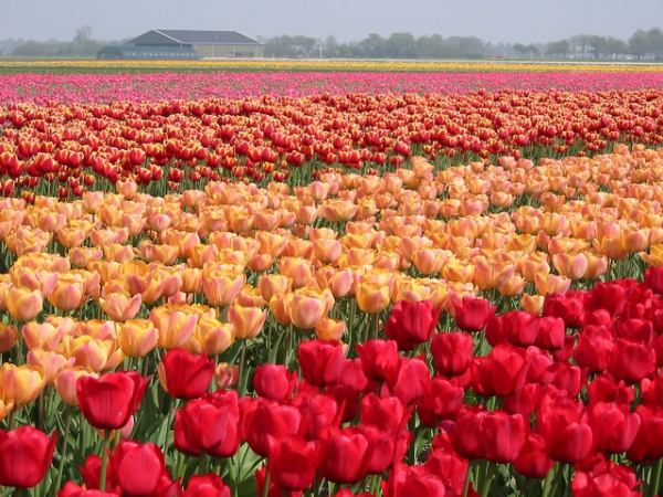 Zdjęcie z Holandii - Zagłębie tulipanów.