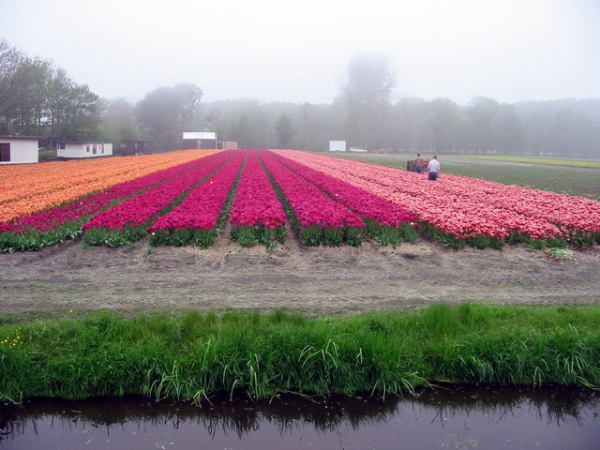 Zdjęcie z Holandii - Żniwa tulipanowe.