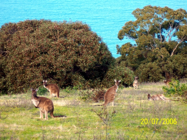 Zdjęcie z Australii - Wielkie rude kangury