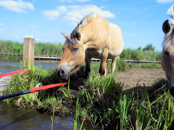 Zdjęcie z Holandii - Konie z Giethoorn.