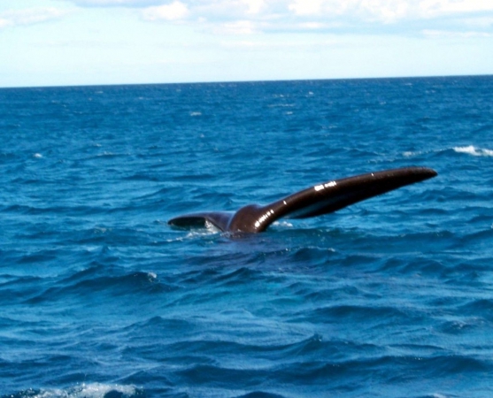 Zdjęcie z Australii - Kita wieloryba widziana..