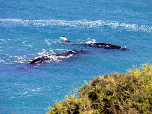 Zdjęcie z Australii - Wieloryby, prawdopodobnie