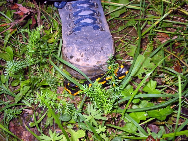 Zdjęcie ze Słowacji - Salamandra pod butem.