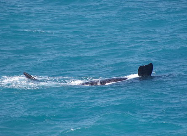 Zdjęcie z Australii - Para wielorybow