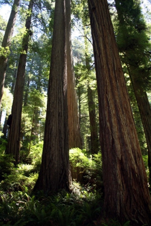 Zdjęcie ze Stanów Zjednoczonych - Boy Scout Tree Trail.