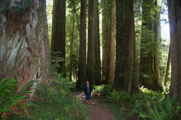 Zdjęcie ze Stanów Zjednoczonych - Boy Scout Tree Trail.