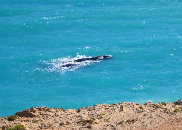 Zdjęcie z Australii - Wieloryby, matka z mlodym