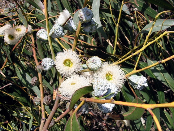 Zdjęcie ze Stanów Zjednoczonych - Kwiaty eukaliptusa.