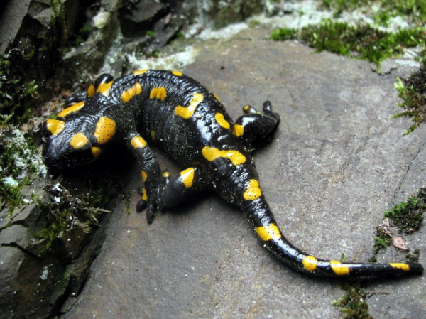 Zdjęcie z Polski - Salamandra plamista.
