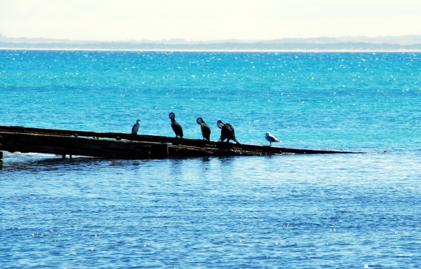 Zdjęcie z Australii - Morskie ptaki....