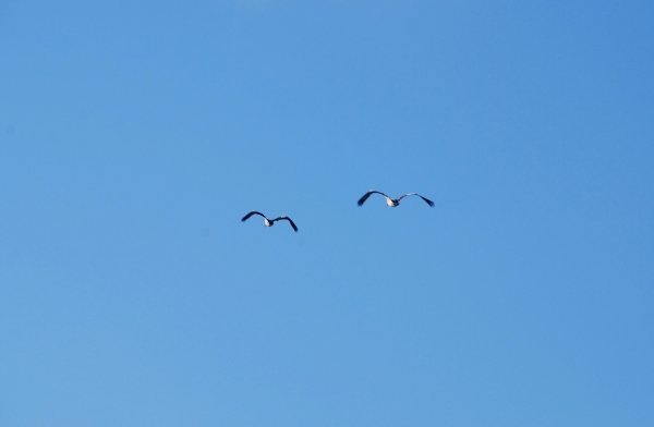 Zdjęcie z Australii - Para pelikanow w locie