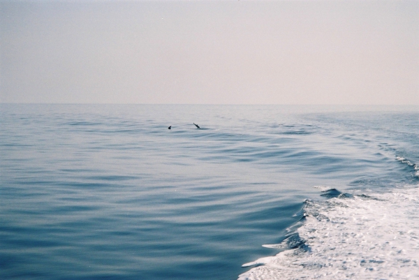 Zdjęcie z Włoch - Na morzu.