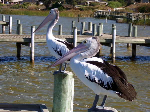 Zdjęcie z Australii - Majestatyczne pelikany...