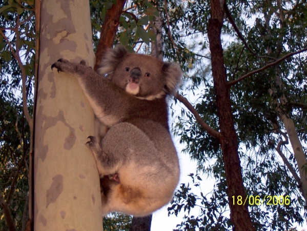 Zdjęcie z Australii - Sympatyczny koala...
