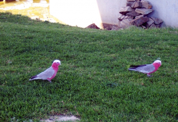 Zdjęcie z Australii - Para papug galah