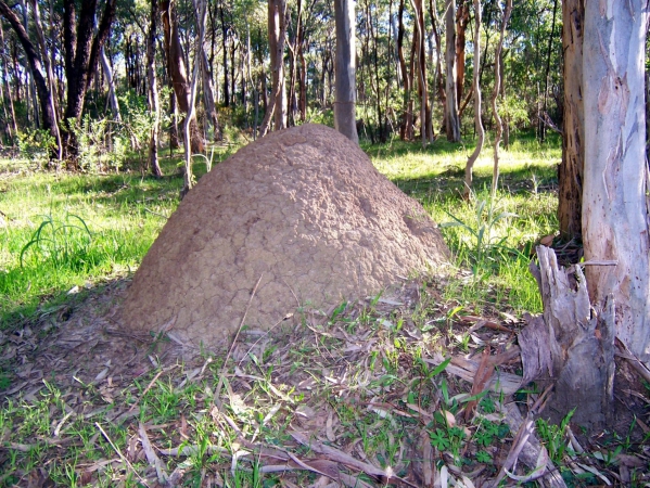 Zdjęcie z Australii - Wielka termitiera
