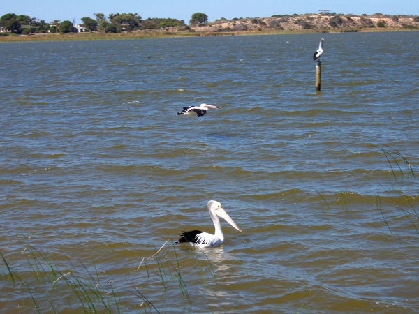 Zdjęcie z Australii - Trzy pelikany demonstruja